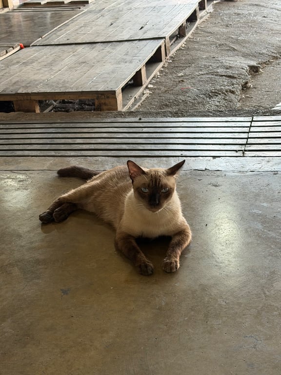 เพชร