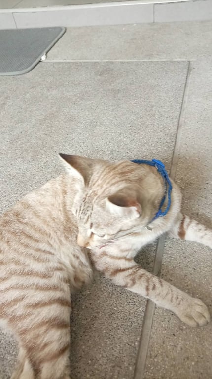 ตามหาเจ้าของแมว หมู่บ้าน the plant exclusique หลังตลาดโอโซนวัน