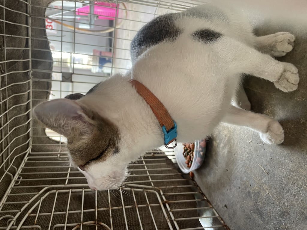 ตามหาเจ้าของแมว น้องหล่นลงมาจากรถ แถวถนนบ้านกล้วย-ไทรน้อย ต.ไทรน้อย อ.ไทรน้อย จ.นนทบุรี