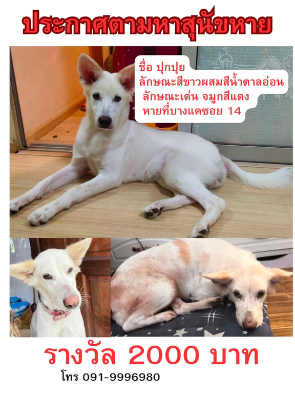 ปุกปุย
