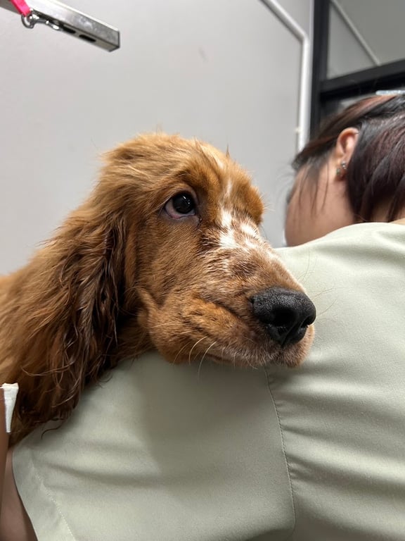 มาตะสัตวแพทย์รักษาสัตว์เชียงราย Mata pet hospital