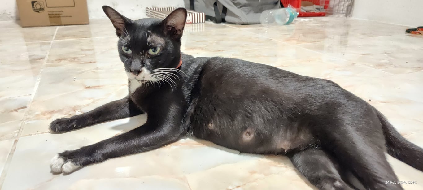 ตามหาเจ้าของแมว แมวดำ มีสีขาวบริเวณจมูก คอ เท้าหน้า เท้าหลัง ท้องกลมเหมือนกำลังท้องแก่ ขี้อ้อน ส่งเสียงเรียกทุกครั้งที่เห็นคน