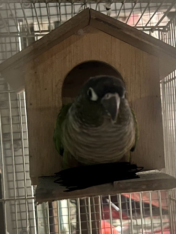 ตามหาเจ้าของนก 