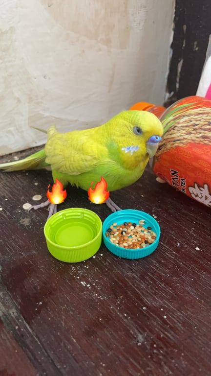 ตามหาเจ้าของนก 