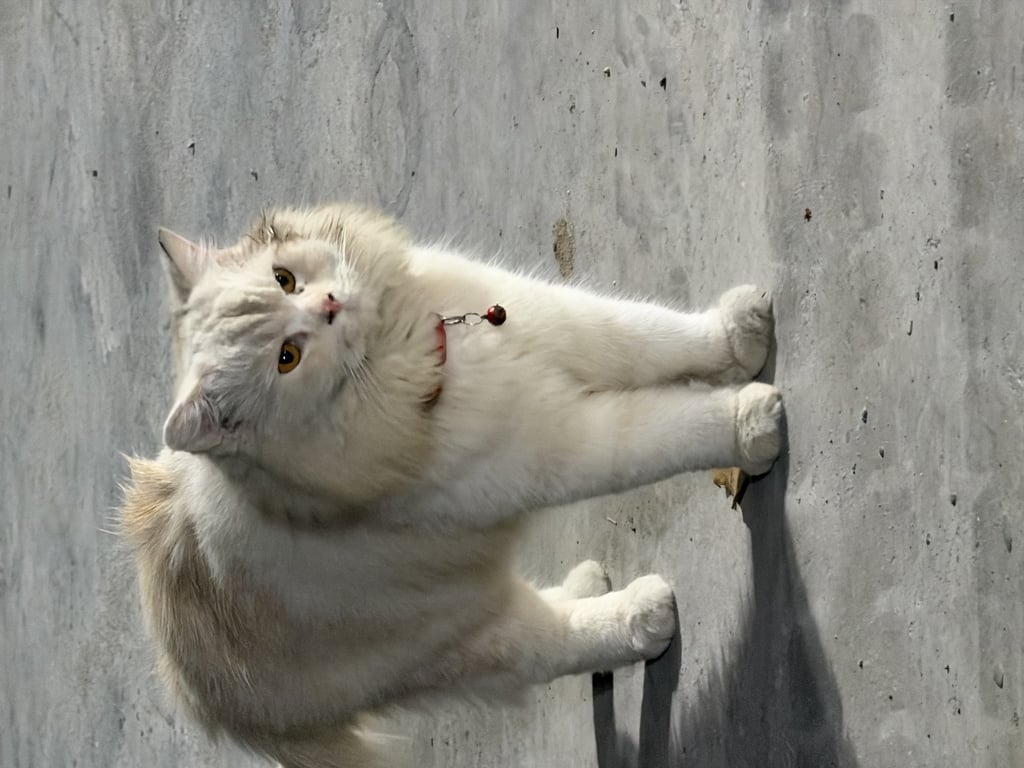 ตามหาเจ้าของแมว ปลอกคอแบบมีเส้นเทาสะท้อนแฟลช