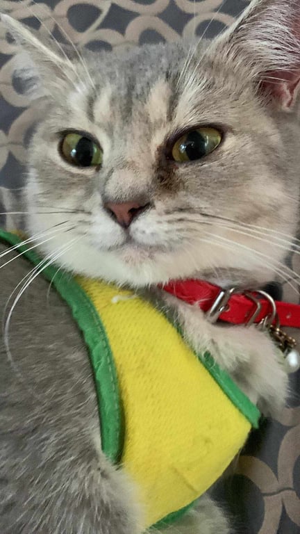 จินดา
