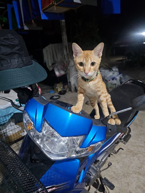 ส้มฉุน