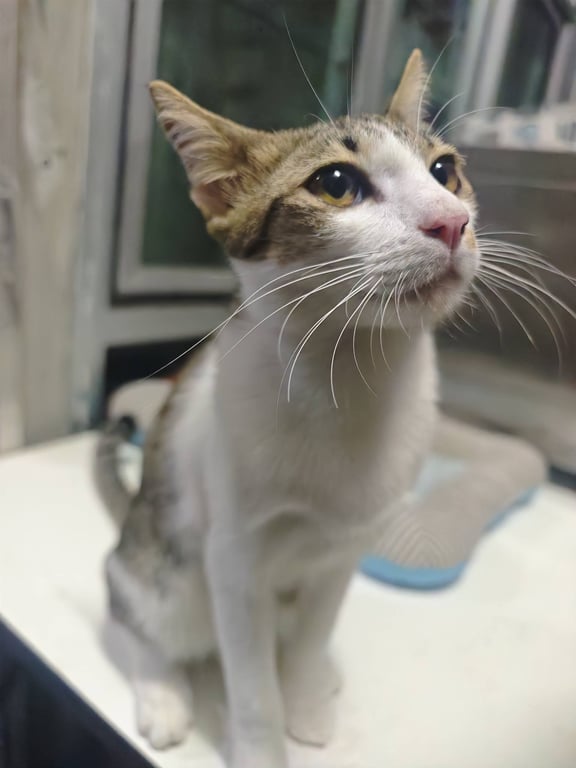 ตามหาเจ้าของแมว แมวเด็ก 4-5 เดือน ขี้อ้อน กินเก่ง ติดคน เข้ากะบะเป็น แข็งแรง ปลอดเอดส์ ปลอดลู