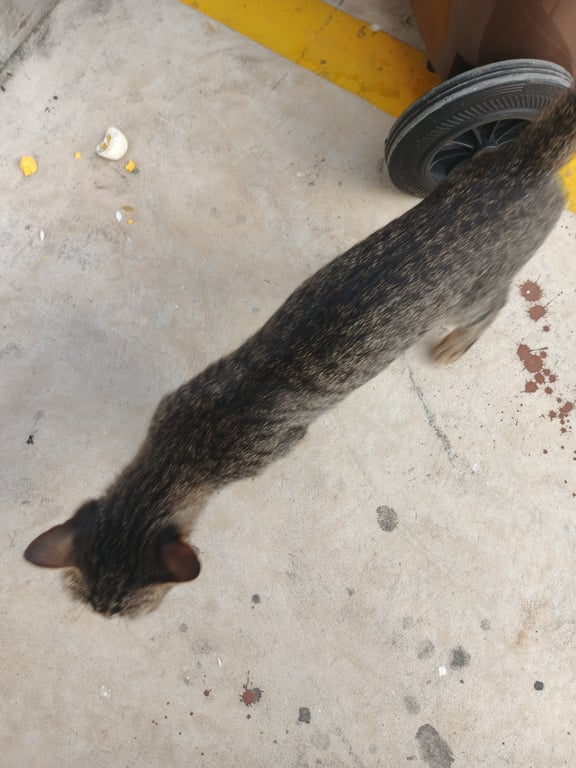 ตามหาเจ้าของแมว 