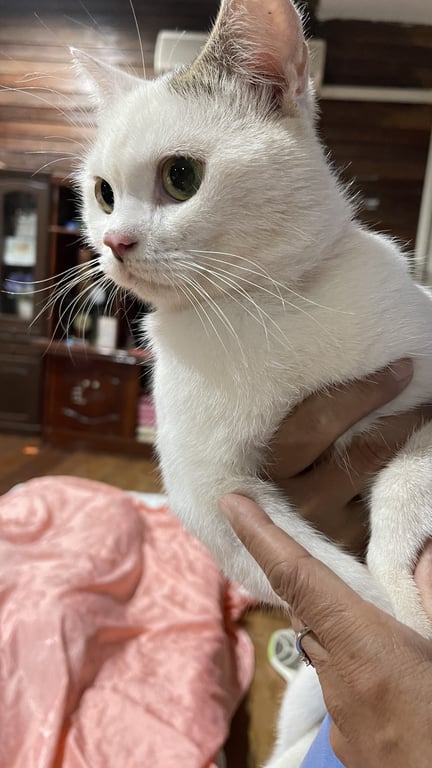 ตามหาเจ้าของแมว สีเทาบริเวณหู หางและไข่ค่ะ คาดว่าน่าจะติดสัดแล้วหลงมา/หนีเที่ยวค่ะ