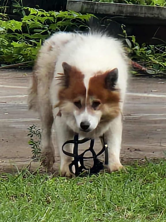 ตามหาเจ้าของหมา 29 สิงหาคม 2568 ประกาศตามหาเจ้าของน้องด่วน!!
น้องบางแก้ว ไม่ทราบเพศ น้องหลงมาหรือตกรถไม่แน่ใจ ขาหลังเจ็บ
ตอนนี้น้องอยู่ที่เทศบาลแม่หล่าย
 ยอมรับว่าสายพันธ์น้องดุ ริง เข้าใกล้ไม่ได้
ให้อาหาร น้องเลือกกิน และยึดพื้นที่แถวโรงจอดรถเทศบาลแล้วตอนนี้ (พลังชีวิตล้นเหลือมาก)
ประกาศศักดาความเป็นเจ้าพ่อ หวงถิ่น พร้อมสวบแล้ว ขอผู้ปกครองมารับด่วน!! 
ก่อนที่น้องจะไปสวบใครเข้า
 ลักษณะน้องได้รับการดูแลมาดีแน่นอน อ้วนท้วน ขนฟู สะอาด 
ติดต่อที่งานป้องกันเทศบาลแม่หล่าย ต.แม่หล่าย อ.เมืองแพร่ จ.แพร่ ได้เลยค่ะ