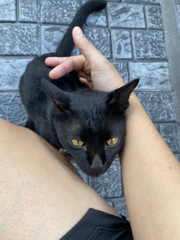 ตามหาเจ้าของแมว น้องแมวสีดำ มีสีขาวที่หน้าอกนิดเดียว