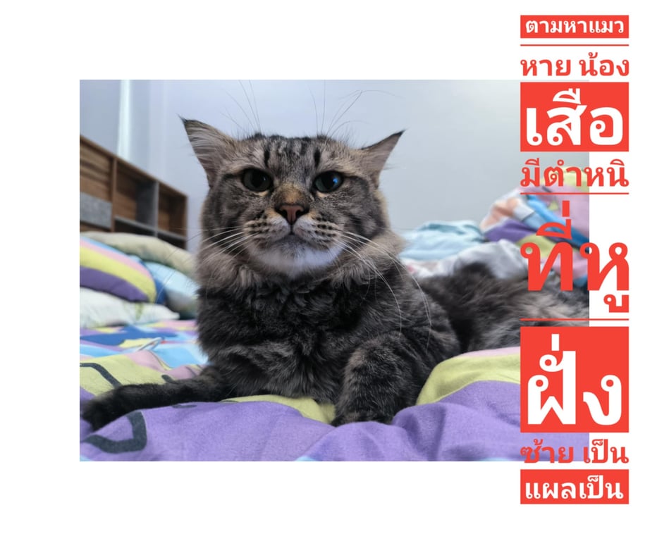 เสือ