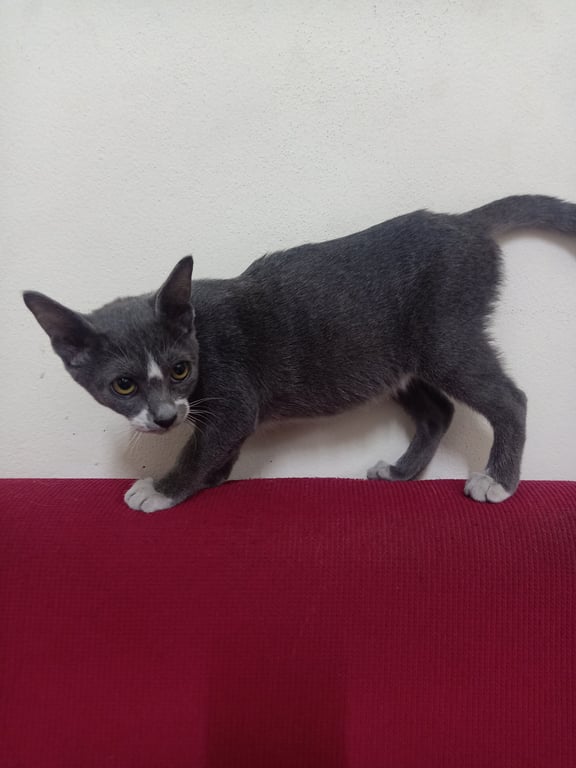 ตามหาเจ้าของแมว ขอคนที่พร้อมจะดูแลน้องได้ตลอดรอดฝั่ง