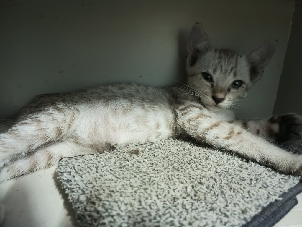 ตามหาเจ้าของแมว น้องเป็นแมวจร มีทั้งหมด 2 ตัวค่ะ น้องถูกเอาใส่ถุงดำมาทิ้งไว้แถวที่ทำงานน้องสาว เลยอยากช่วยน้องหาบ้านดีๆเพื่อชดเชยให้กับน้องค่ะ