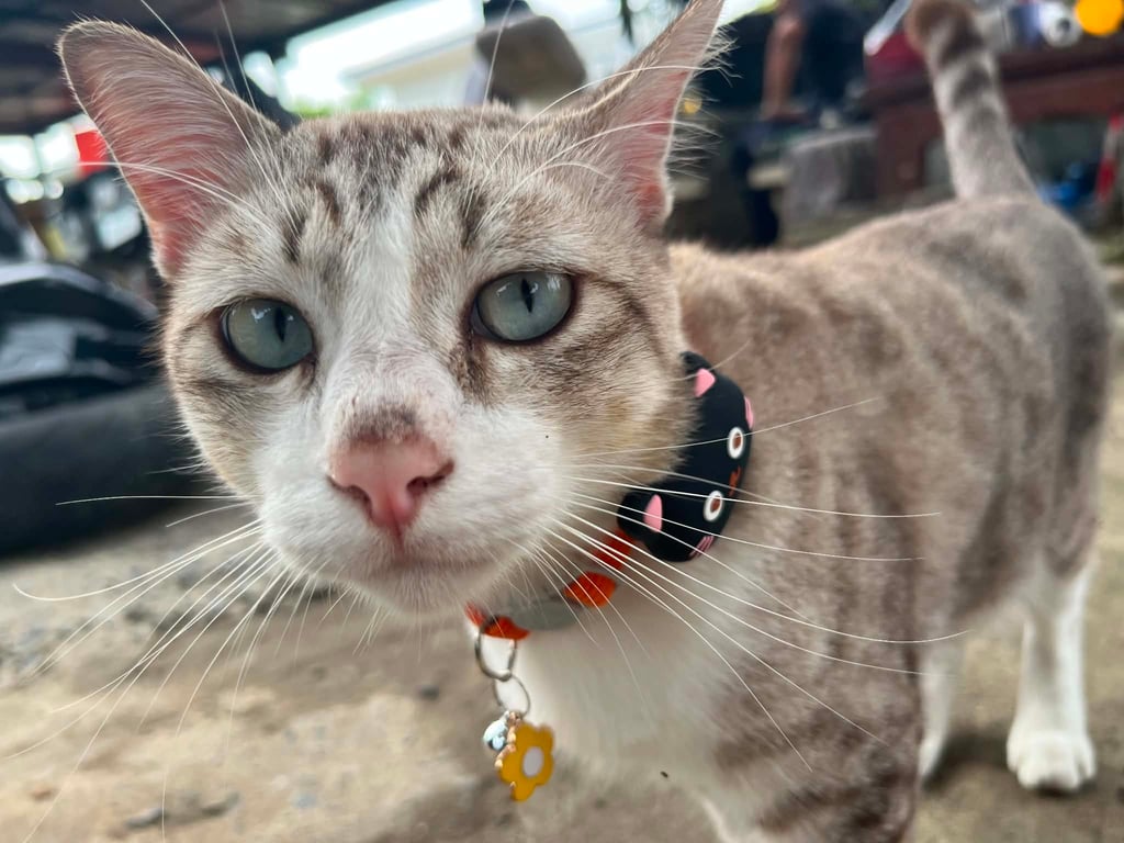 เสือขาว