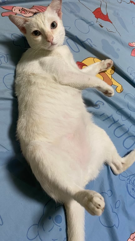 สโนว์(เหมียว)