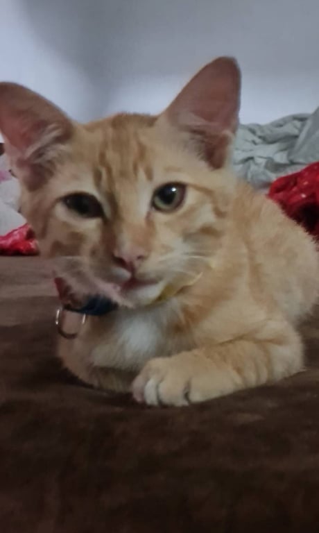 กาฟิว