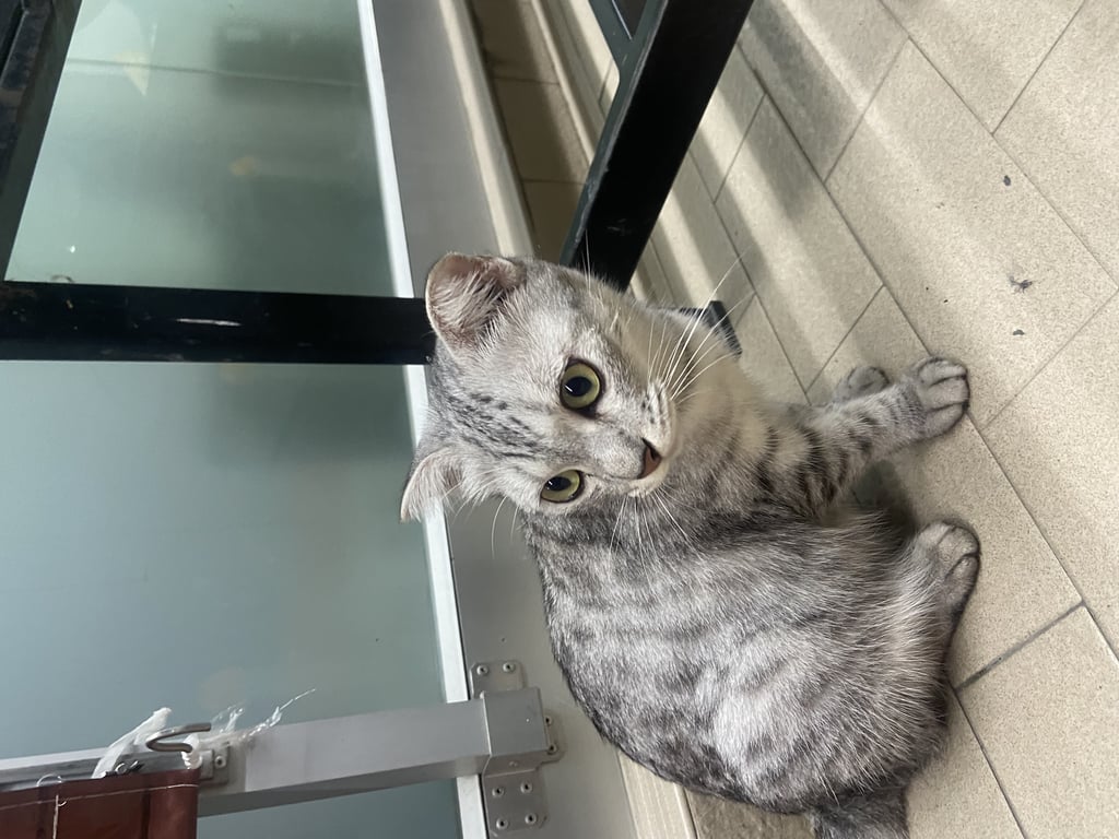 ตามหาเจ้าของแมว หูพับ ขี้อ้อน อ้วนหรือท้องไม่แน่ใจ