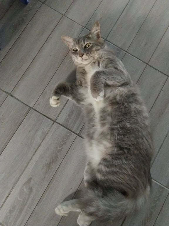 ตามหาเจ้าของแมว 