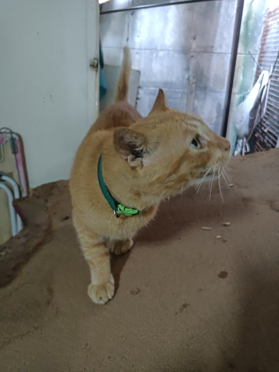 ตามหาเจ้าของแมว มีแผล