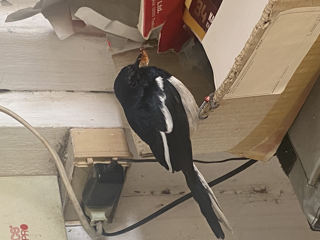 ตามหาเจ้าของนก น่าตะเป็นนกกางเขน หลงมา2วันแล้ว เห็นมีห่วงขาสีแดง