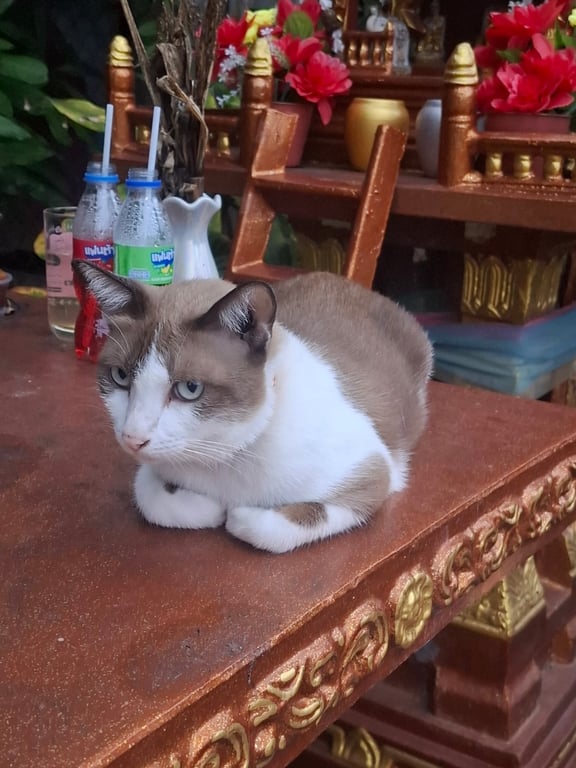 ลาเต้