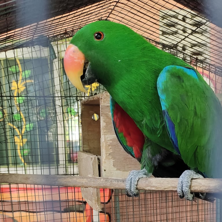 ตามหาเจ้าของนก ขนาด 11-12 นิ้ว