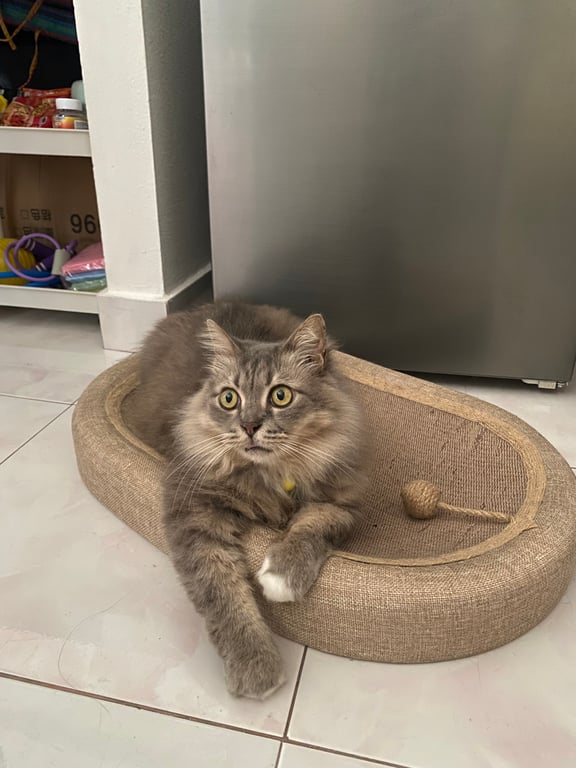ชาบู