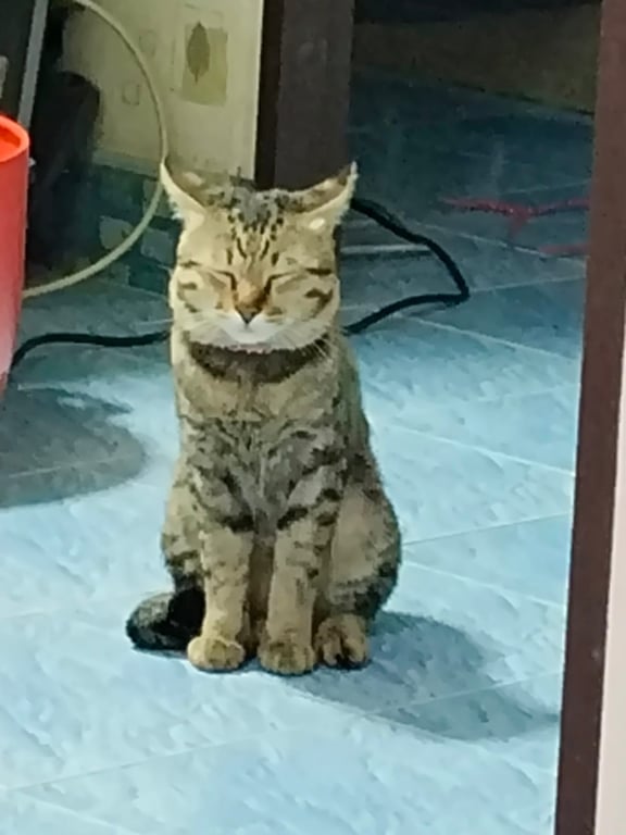ชีต้า