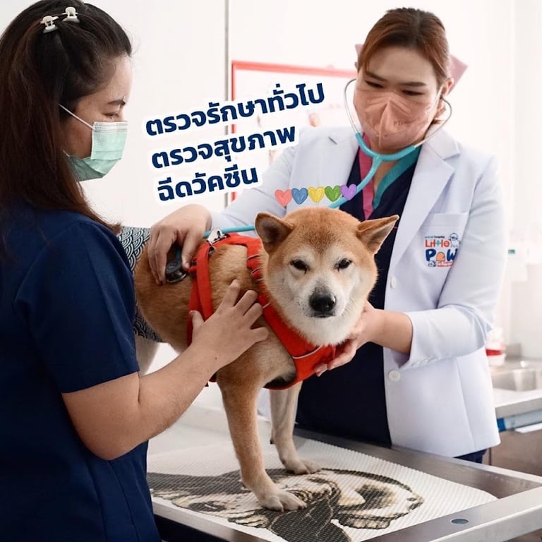 โรงพยาบาลสัตว์โคราช ลิตเติ้ลพาว สุระ 2