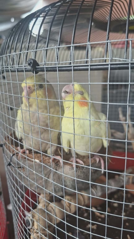 ชาบู