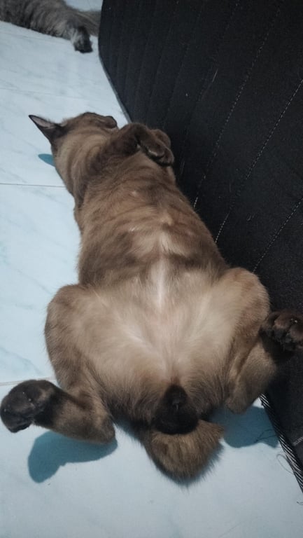 ตามหาเจ้าของแมว น้องเป็นแมวจรมาก่อนค่ะ กลัวน้องตายเลยช่วยเอาน้องมาเลี้ยงไว้ก่อนตอนนั้นน้องยังเป็นแมวเด็กอยู่พอโตก็ว่าจะโพสต์น้องหาคนรับเลี้ยงค่ะ