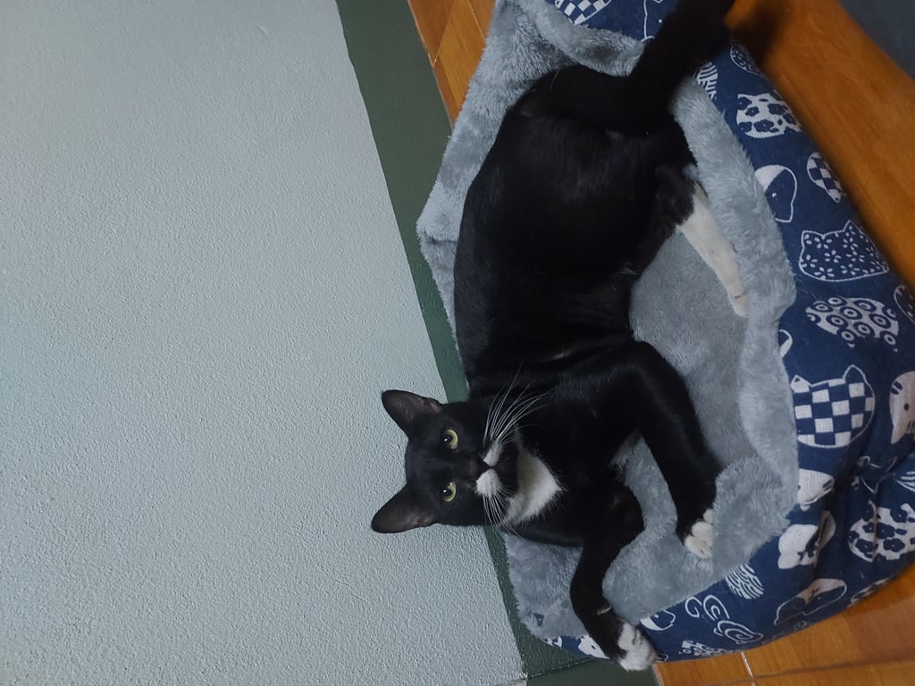 ตามหาเจ้าของแมว ตัวผู้ อายุราวๆ 1 ปี-1ปีครึ่ง ยังไม่ทำหมันยังไม่มีอาการฮีท
นิสัยดีมาก ร้องน้อยเหมาะกับคนอยู่หอ~ อ้อนหนัก จกพุงได้