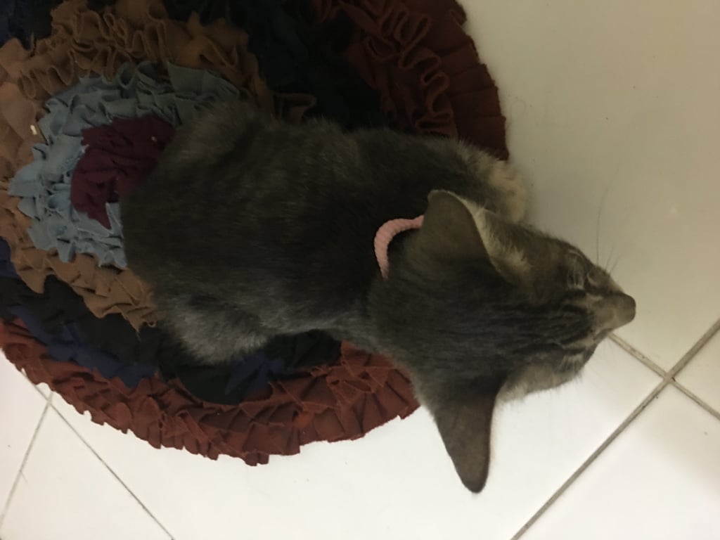 ตามหาเจ้าของแมว ที่บ้านมีแมวเยอะมาก น้องหลงมาน้องขี้อ้อน