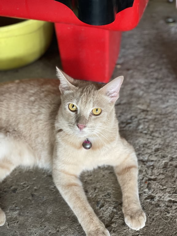 มีมี่