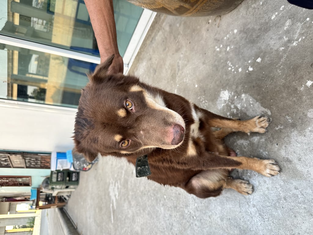 ตามหาเจ้าของหมา 