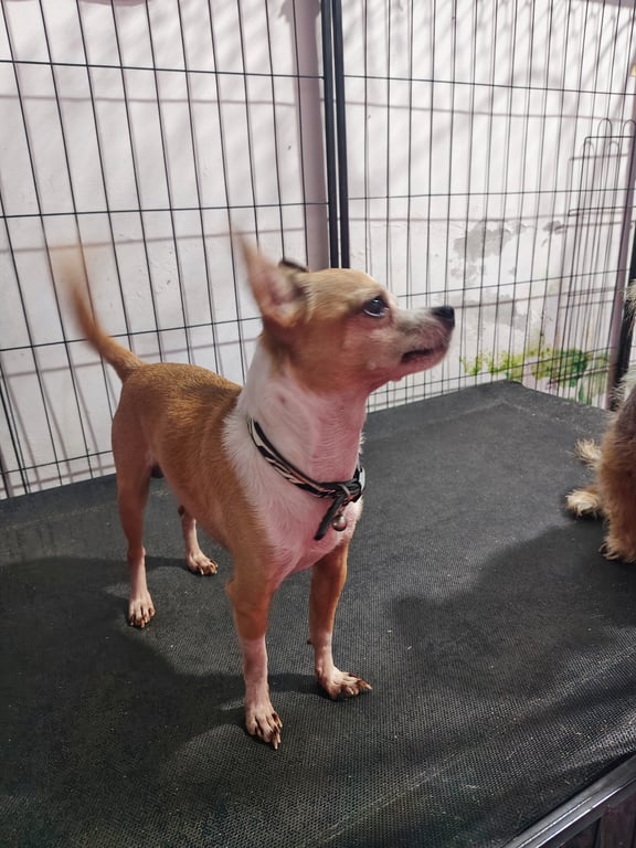 จูเนียร์