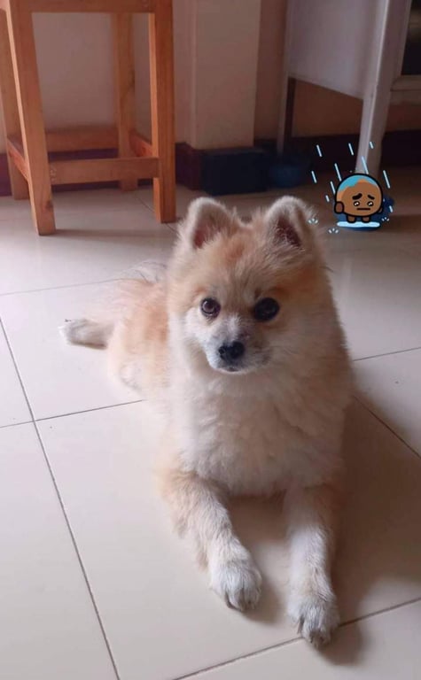 ขันเงิน