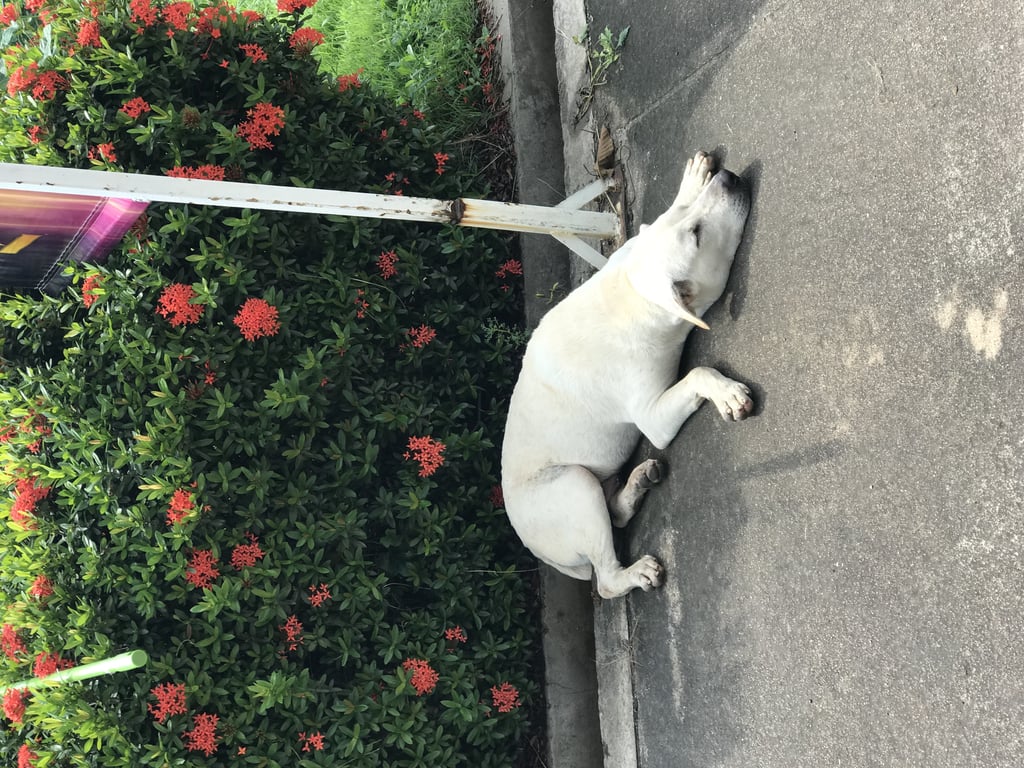 ตามหาเจ้าของหมา น้องหมาสีขาวออกน้ำตาล หางสั้น