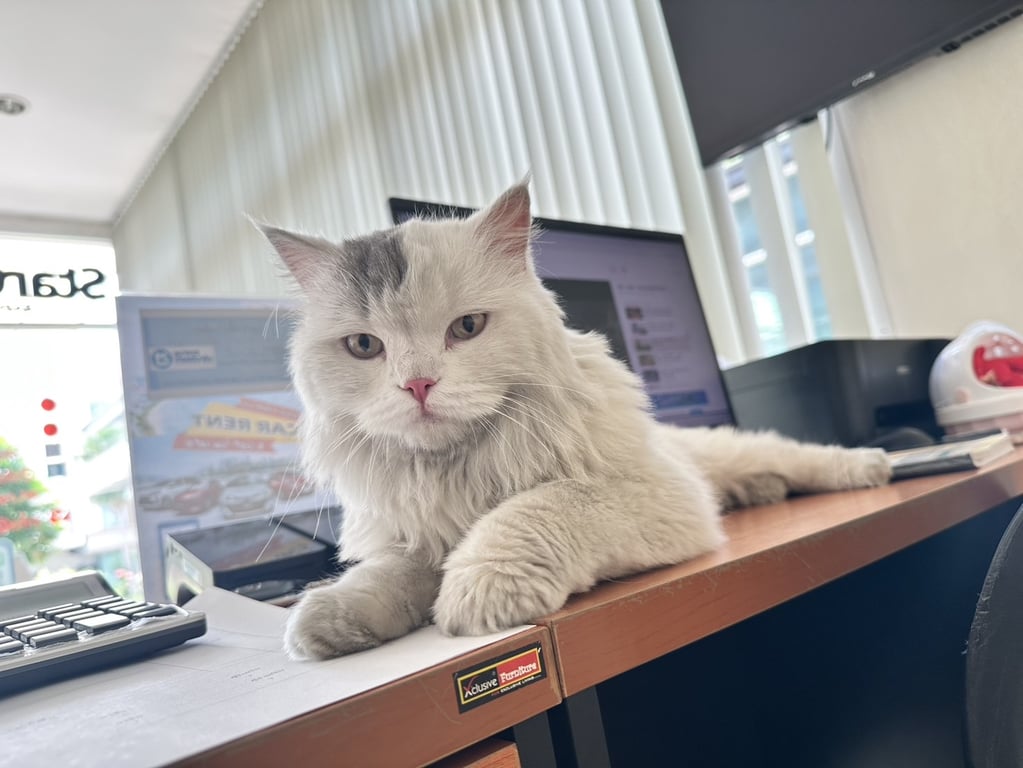 ตามหาเจ้าของแมว น้องสีขาว หัวปัดข้างสีเทา หางสีเทา