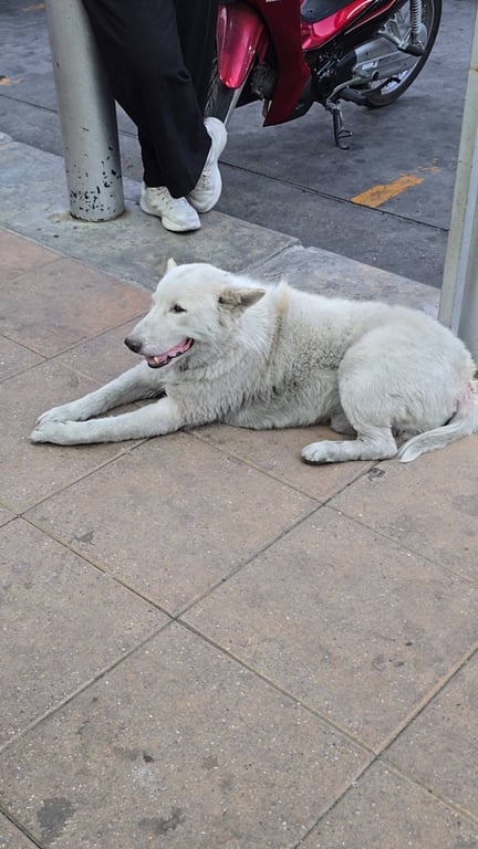 ตามหาเจ้าของหมา ไม่แน่ใจว่าน้องมีเจ้าของมั้ย ไม่เคยเห็นน้องแถวนี้มาก่อน น้องอาจจะตกใจพุลช่วงปีใหม่แล้วหลุดมา