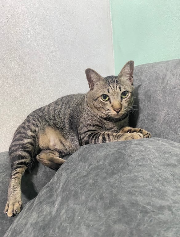โชค
