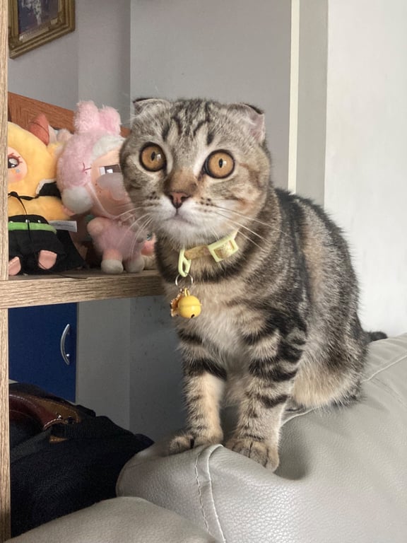 เดซี่