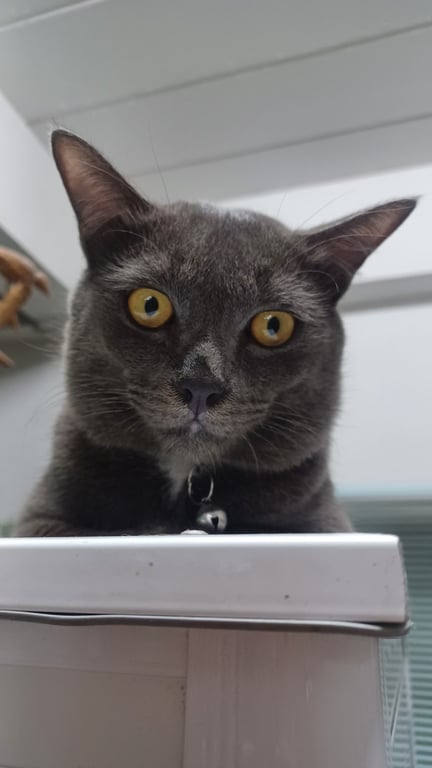 ทูน่า