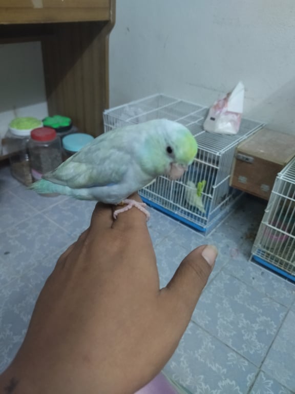 ตามหาเจ้าของนก 