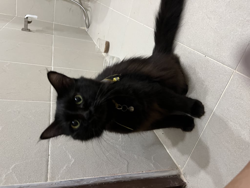 ตามหาเจ้าของแมว แมวดำ เพศเมีย ขนหูยาว นิ่ม ตาสีเหลือง ขนาดประมาณ 2-3 กิโล