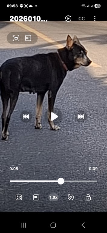 ตามหาเจ้าของหมา เจอวิ่งอยู่ตรงซอยถนน เจ้สฟ้ส เลยดาวรุ่งขึ้นมา