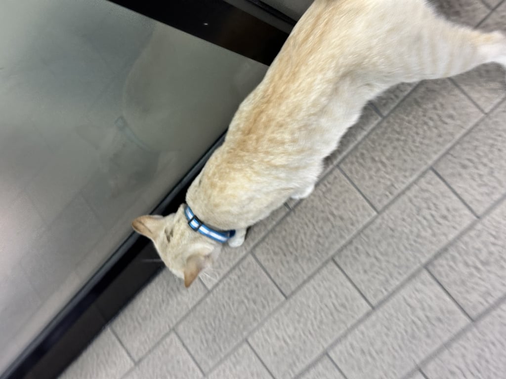 ตามหาเจ้าของแมว 