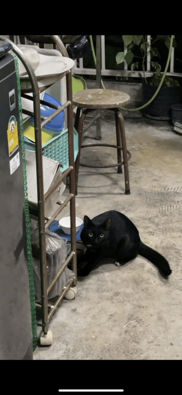 ตามหาเจ้าของแมว สีดำตาสีเหลือง เท้าหลังมีสีขาวนิดหน่อย (ไม่ทราบเพศ แมวไม่ยอมให้เข้าใกล้)